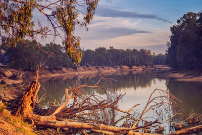 Scenic view of lake by trees against sky