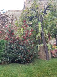 View of flowering plants in yard