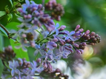 Close-up of purple flowering plant