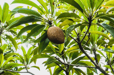 Close-up of fruits on tree