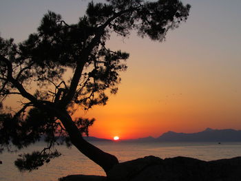 Silhouette tree on beach against sky during sunset