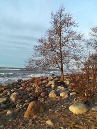 Bare tree on rocks by sea against sky