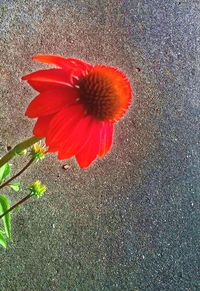 Close-up high angle view of flower