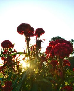 Close-up of flower trees against clear sky