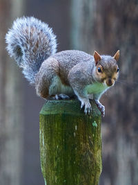 Close-up of squirrel