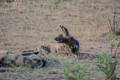 Dogs in a field