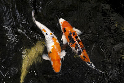 High angle view of koi carps swimming in lake