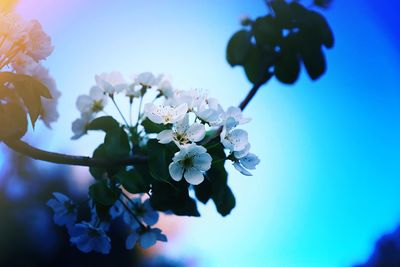 Close-up of cherry blossom against sky