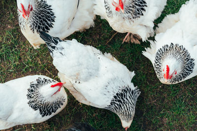 High angle view of birds on field