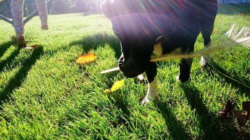 Horse grazing on field