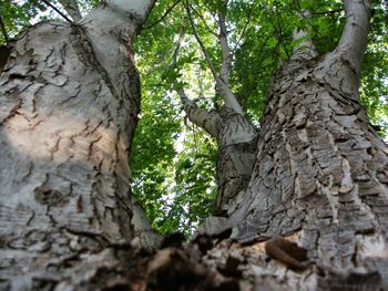 Low angle view of tree trunk in forest