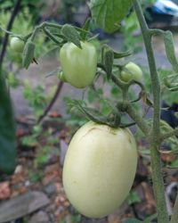 Close-up of fruit growing on tree