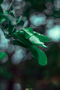 Close-up of fresh green leaves