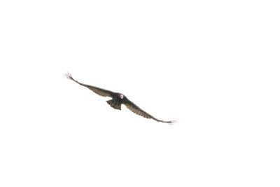 Close-up of bird flying against white background