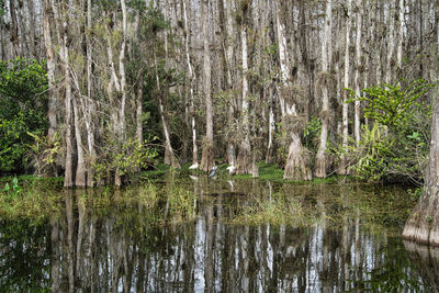 Scenic view of lake in forest