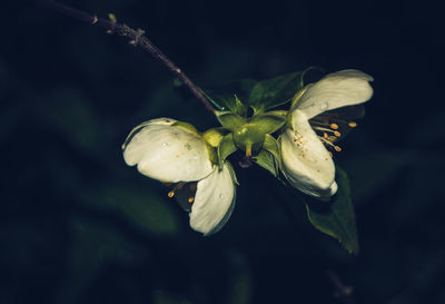 Close-up of flower against blurred background