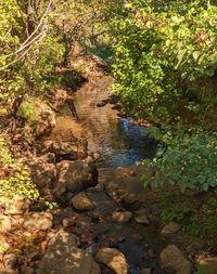 High angle view of lizard on rock