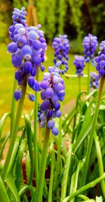 Close-up of purple flowers blooming outdoors