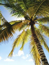 Low angle view of palm tree against sky