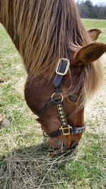 Horse standing in a field