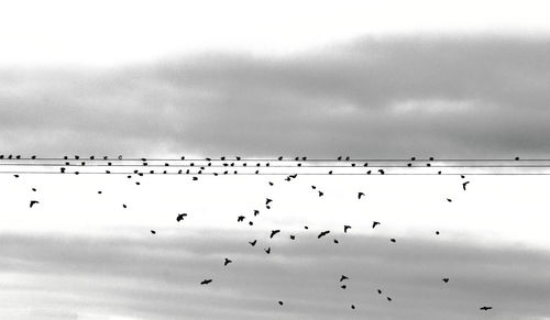 Flock of birds flying against sky