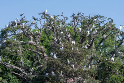 Low angle view of birds perching on tree against sky