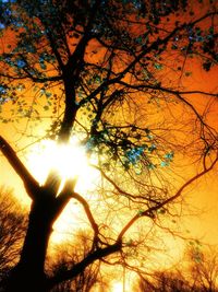 Low angle view of silhouette trees against sky during sunset