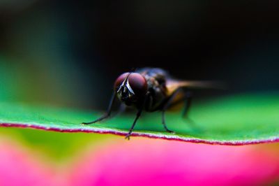 Macro shot of housefly on leaf