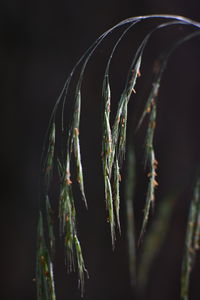 macro photography