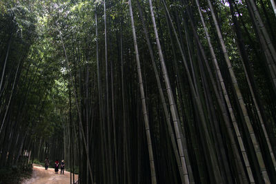 Rear view of people walking on road in bamboo forest