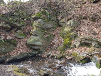 Plants growing on rock in forest