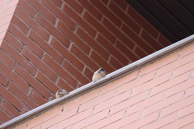 Low angle view of bird perching on roof