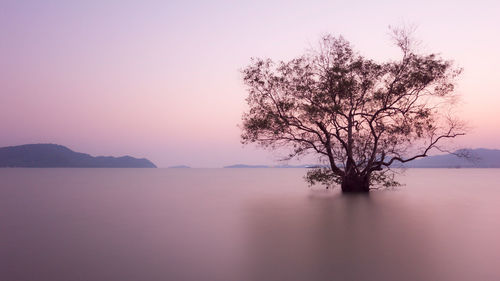 Bare tree by lake against sky during sunset