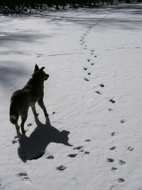 Horse on sand at beach