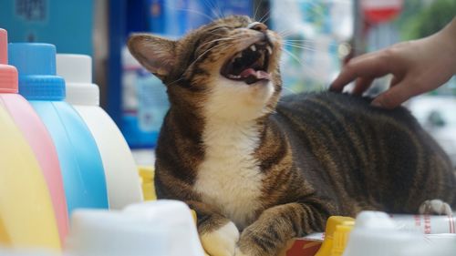 Cropped hand touching cat relaxing on table