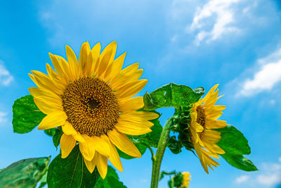 Low angle view of sunflower against sky