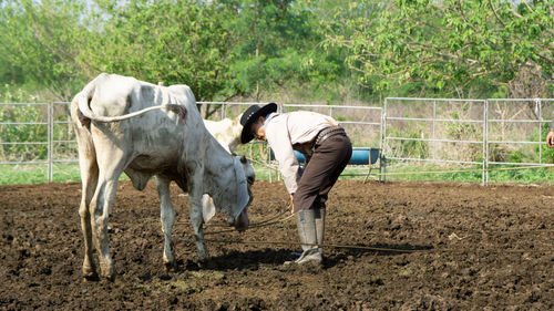 Side view of a horse