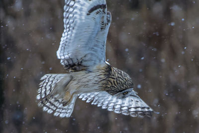 Short eared owl hunting in snow storm