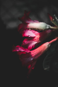 Close-up of wet pink rose flower against black background