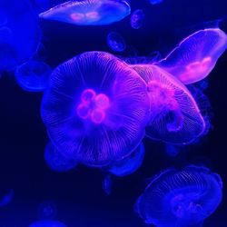 Close-up of jellyfish swimming in sea