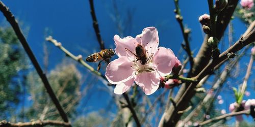 Close-up of butterfly on pink flower