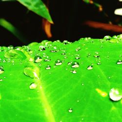 Close-up of water drops on leaf