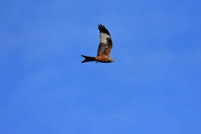 Low angle view of a gray heron flying