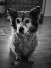 Portrait of dog standing on floor