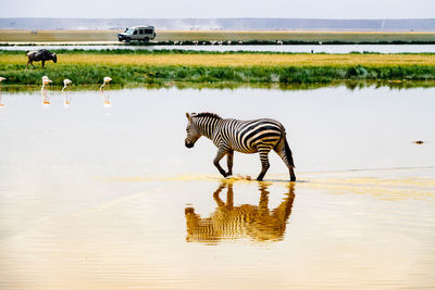 A lone zebra with reflection against a safari vehicle in a swamp in amboseli national park in kenya