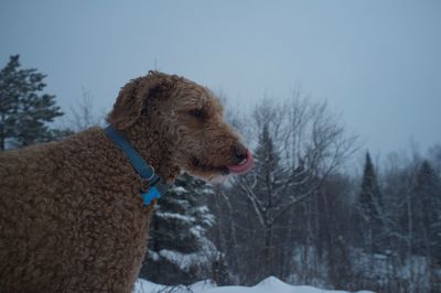 Snow covered field