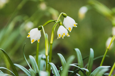 Close-up of white flowering plant