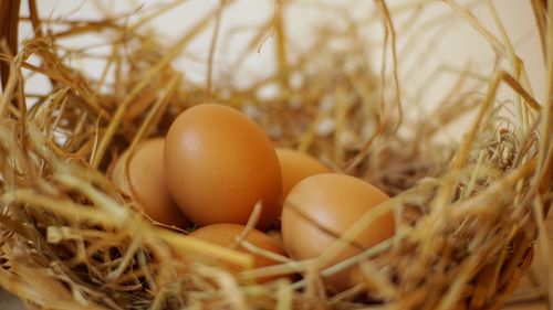 Close-up of eggs in nest