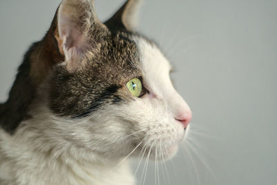Close-up of a cat looking away