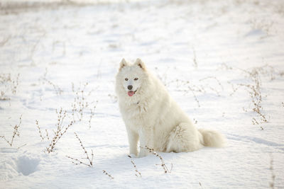 White dog on snow